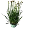 Allium stipitatum