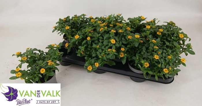 <h4>SANV PICADOR YELLOW</h4>