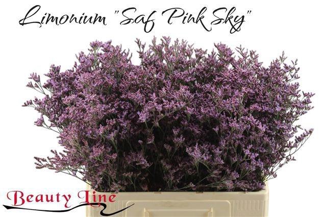 <h4>LIM PIUMA SKY</h4>