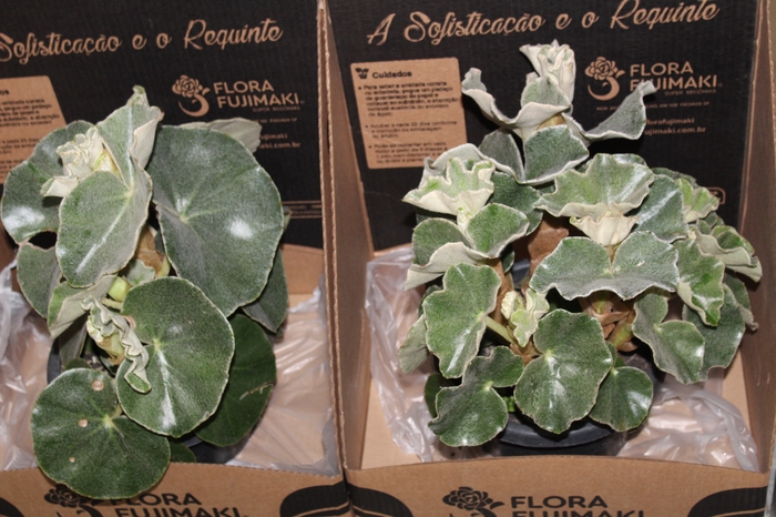 <h4>BEGONIA VENOSA P20</h4>