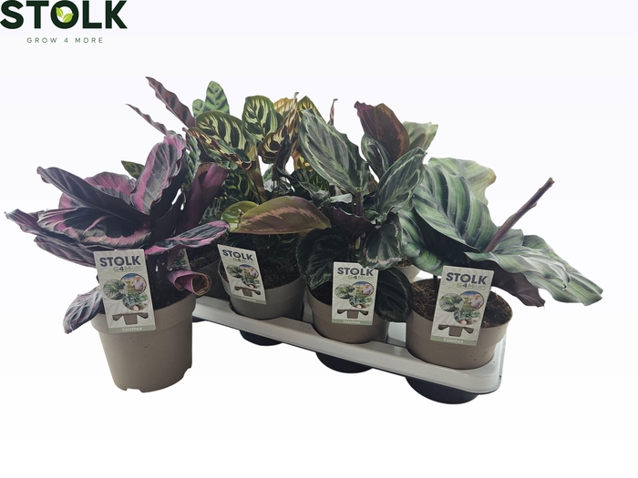 <h4>CALAT GEM 4 SRT</h4>