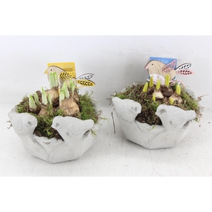 arr4 Bollenmix MB - Vogel schaaltje rond x3