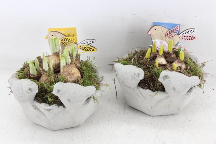 <h4>arr4 Bollenmix MB - Vogel schaaltje rond x3</h4>