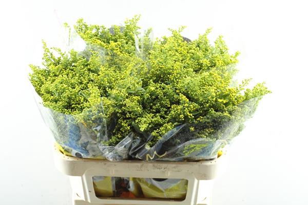 <h4>Solidago Carzan Glory L 80/40!</h4>
