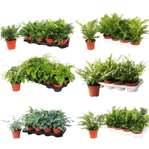 Varens Divers - 4 a 5 soorten per laag