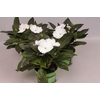 Impatiens N.G.ClockWork White