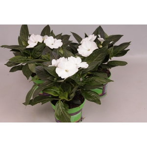 Impatiens N.G.ClockWork White