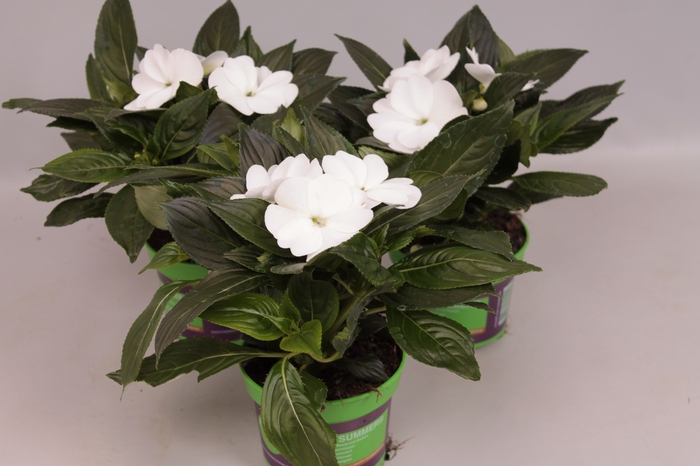 <h4>Impatiens N.G.ClockWork White</h4>