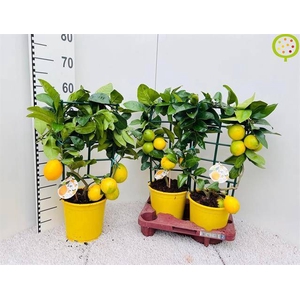 Citrus meyeri Meyer 19Ø 65cm