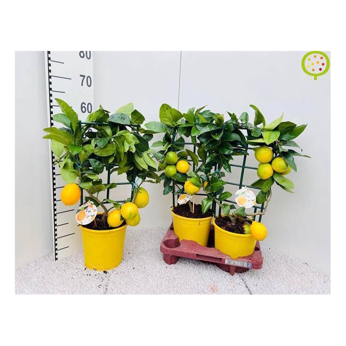 <h4>Citrus meyeri Meyer 19Ø 65cm</h4>