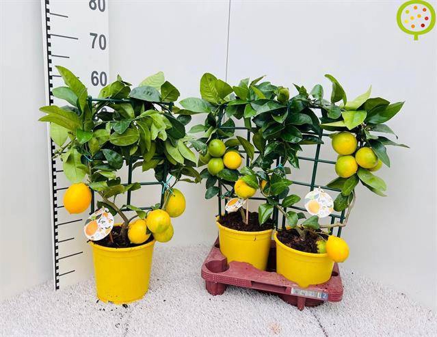 Citrus meyeri Meyer 19Ø 65cm