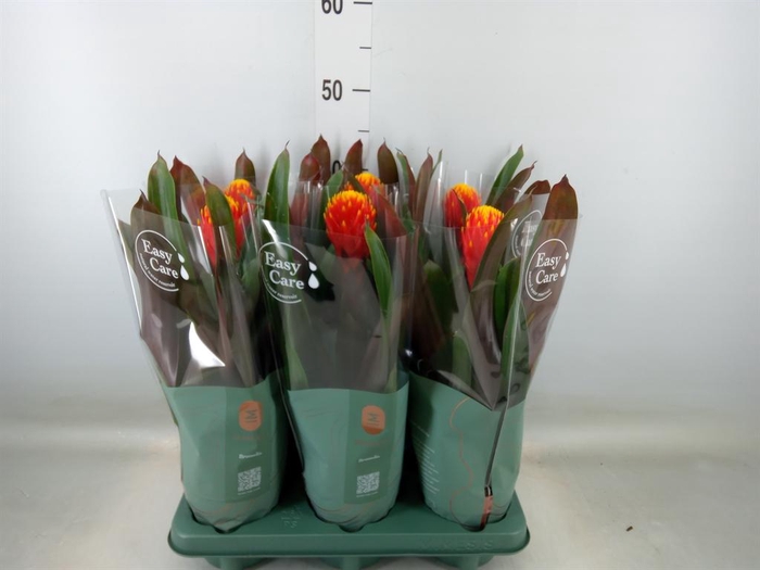 <h4>Guzmania  'Tala'</h4>