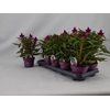 CEL DEEP PURPLE