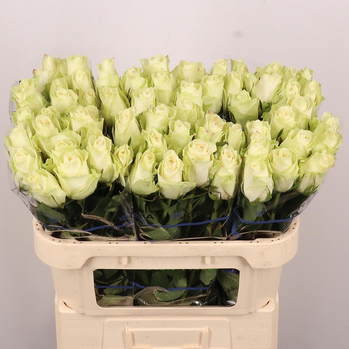 <h4>R GR ATHENA</h4>