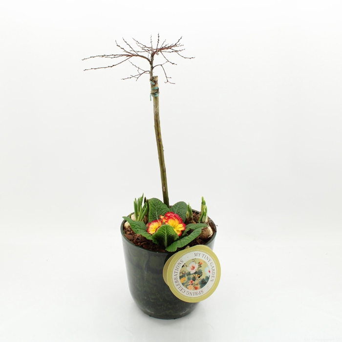 <h4>MTG-SA-08 My Tiny Garden Salix</h4>