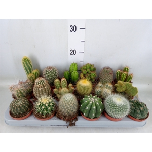 Cactus   ...mix