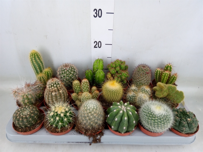 <h4>Cactus   ...mix</h4>