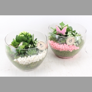arr2 PL - Glas henrik - roze/wit