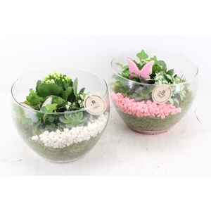 arr2 PL - Glas henrik - roze/wit