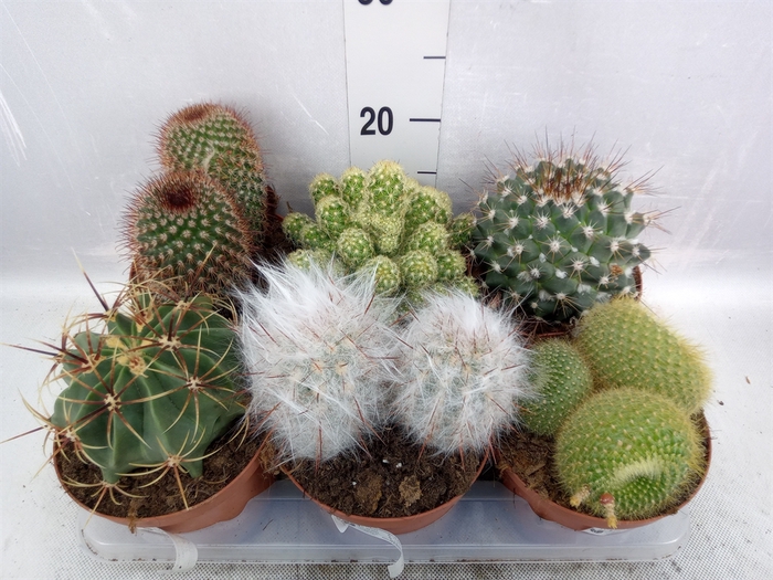 <h4>Cactus   ...mix</h4>