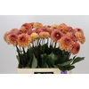 Dahlia Dalmuti Cavalier