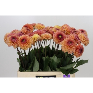 Dahlia Dalmuti Cavalier