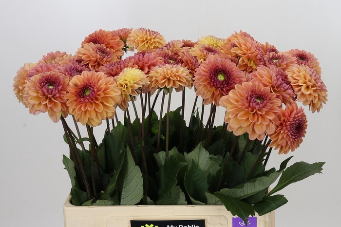 <h4>Dahlia Dalmuti Cavalier</h4>