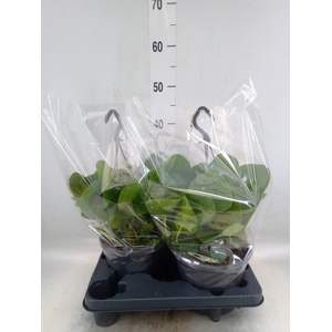 Pilea peperomioides