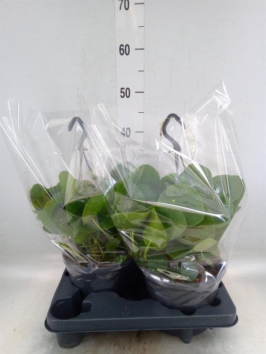 <h4>Pilea peperomioides</h4>