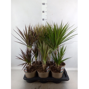 Dracaena   ...mix