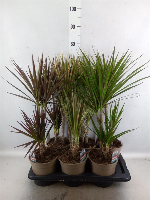 <h4>Dracaena   ...mix</h4>