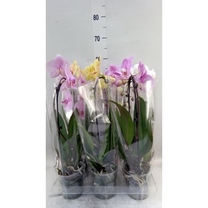 Phalaenopsis 'Elegant Cascade'