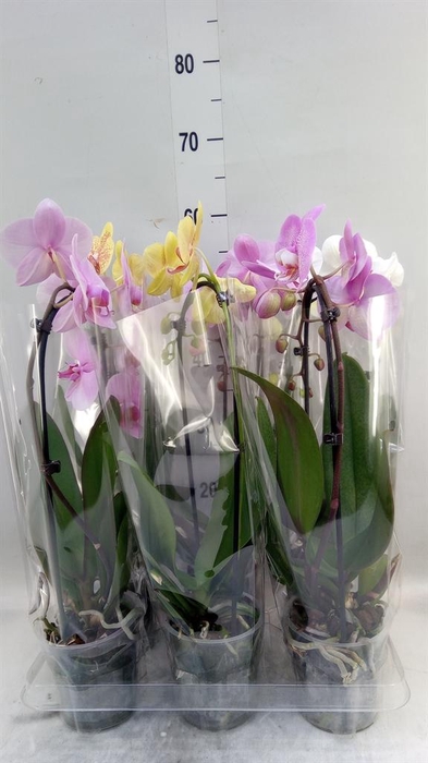 <h4>Phalaenopsis  'Elegant Cascade'</h4>