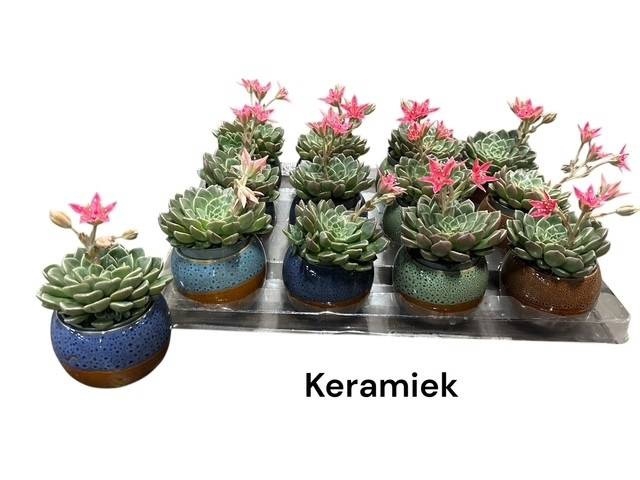 <h4>ARR SUCCULENTEN</h4>