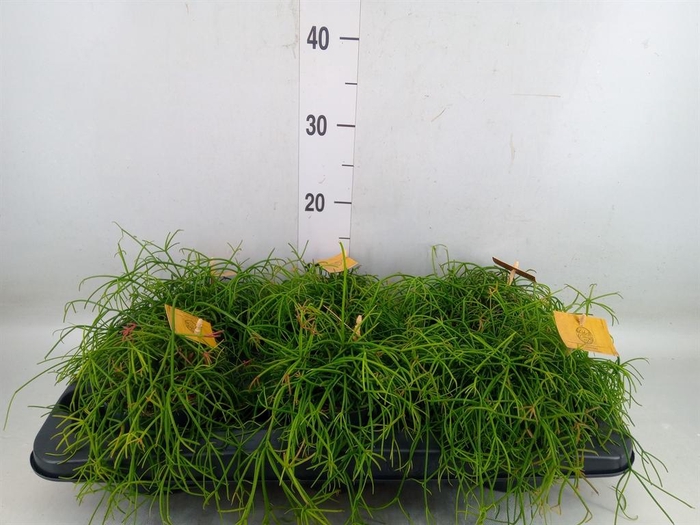 <h4>Rhipsalis   ...</h4>