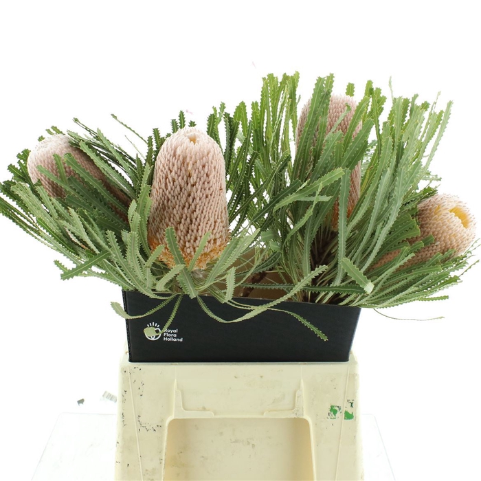 <h4>Banksia Hookeriana</h4>