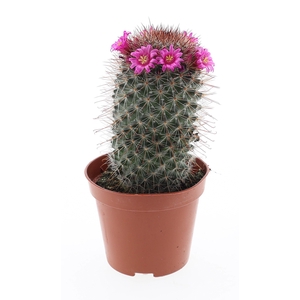 Mammillaria bloei Ernestii