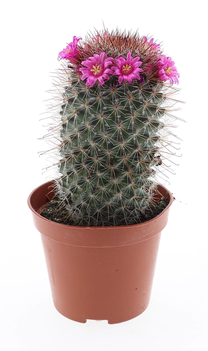 <h4>Mammillaria bloei Ernestii</h4>