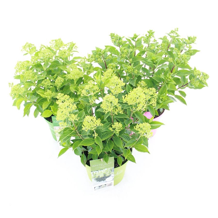 <h4>Hydrangea pan. Garden Lights® MIX C5 (23cm.) Kn.</h4>