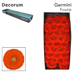 Germini Pomponi Fozzie Doos