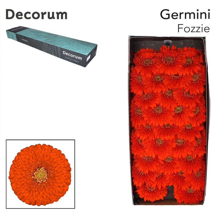 <h4>Germini Pomponi Fozzie Doos</h4>