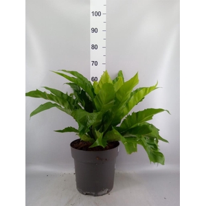 Asplenium antiquum 'Gioia'