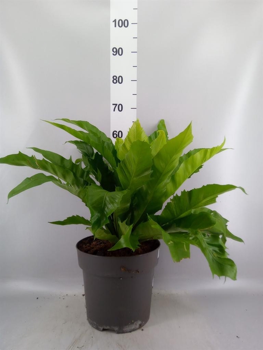 <h4>Asplenium antiquum 'Gioia'</h4>