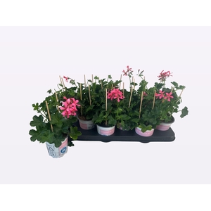 PEL PELT BALKON ROSE