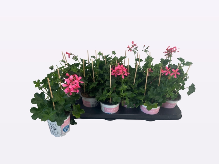 <h4>PEL PELT BALKON ROSE</h4>