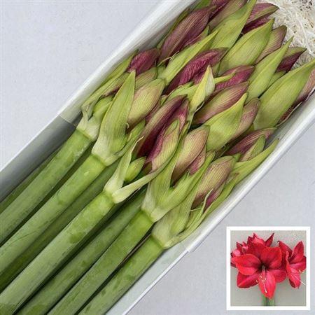 <h4>Hipp Ga Cassis</h4>