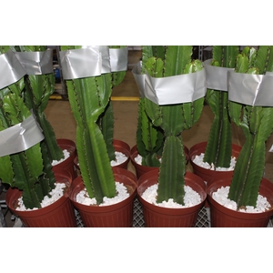 CACTUS EUPHORBIA MANDACARU P30