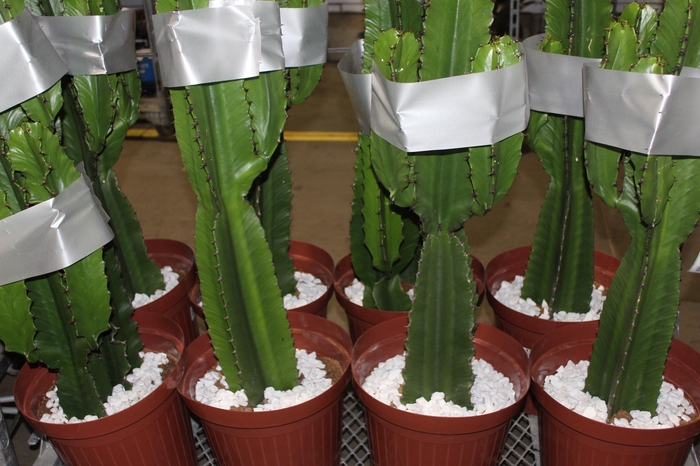 <h4>CACTUS EUPHORBIA MANDACARU P30</h4>