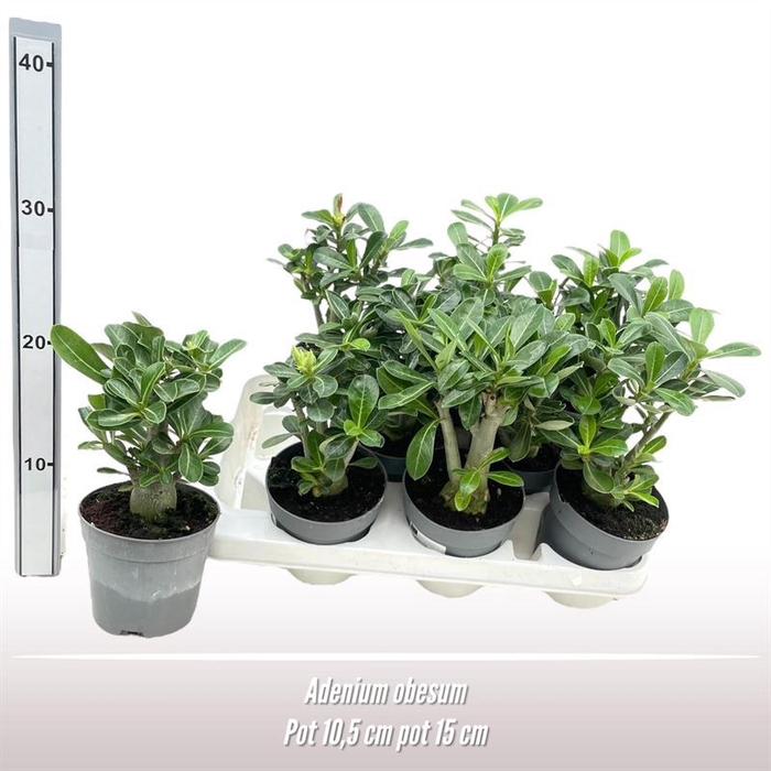 <h4>Adenium obesum</h4>