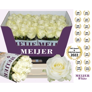 R GR AVALANCHE MEYER ANGEBOT